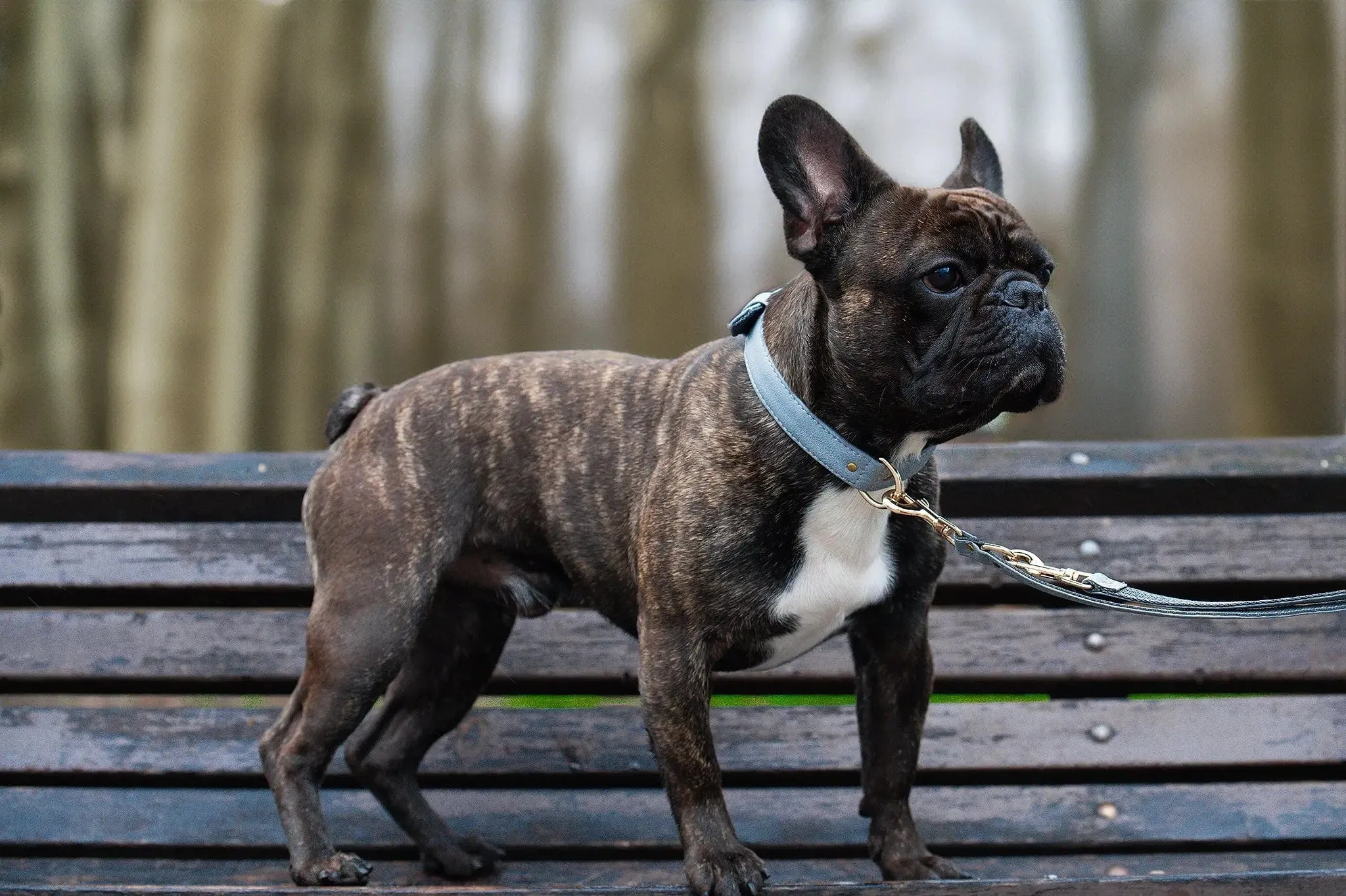 2 In 1 Piñatex® Vegan Leather Dog Collar & Leash Set | Grey