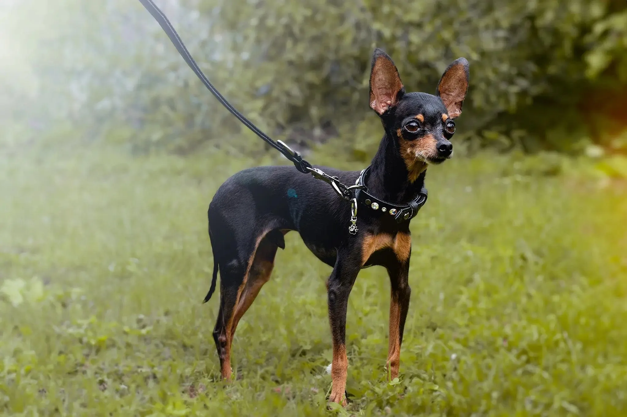 Piñatex® Vegan Leather Rhinestone Collar | Black Jet